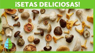  10 SETAS COMESTIBLES de distintas partes del MUNDO 🍄‍🟫🤎 Descubre sus BENEFICIOS y CURIOSIDADES