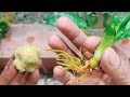 Snake plant propagation in water by leaf cutting with natural rooting hormone