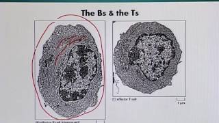 Topic 122 (BIO201 - Cell Biology)
