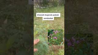 Download Lagu Khasiat pokok senduduk MP3