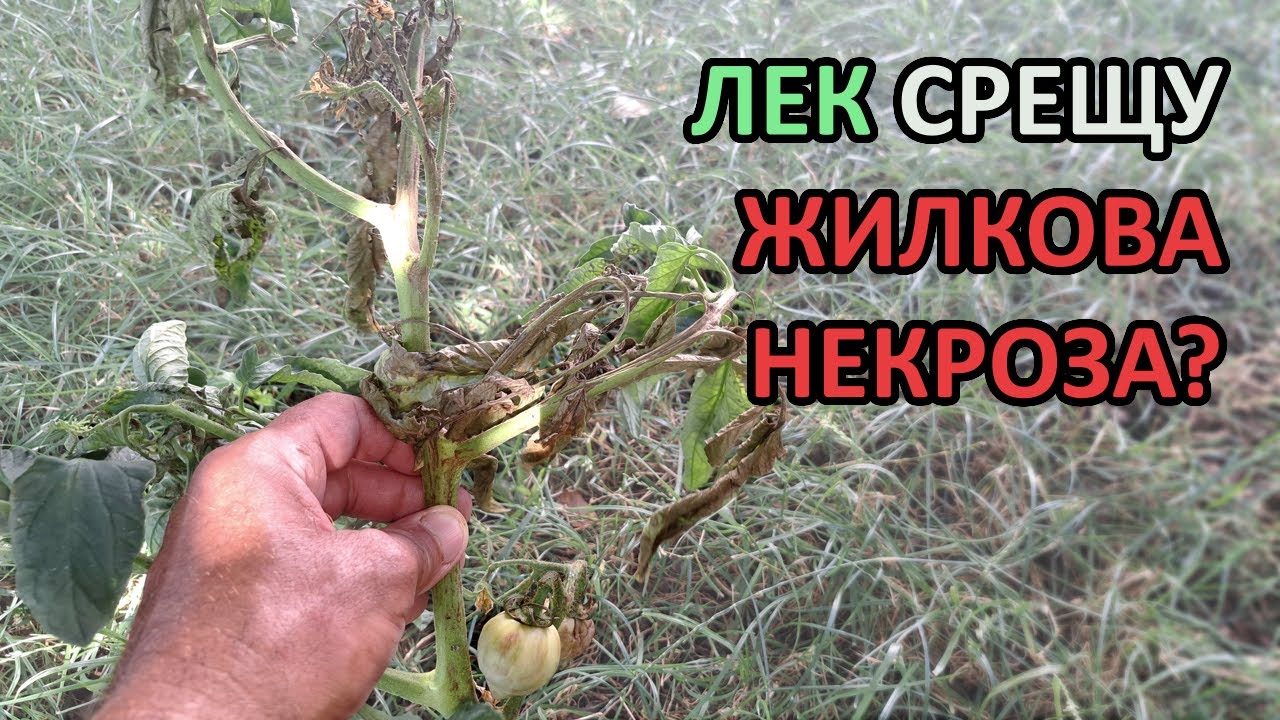 Жилкова некроза - може ли да бъде спряна? / Градина без копане / Tony's permaculture garden