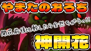 【ドラクエタクト】やまたのおろち開花前後で比較したらやっぱ神開花でした。