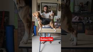 Beagle Dog Stack Practice After A Long Time Diva Did So Well