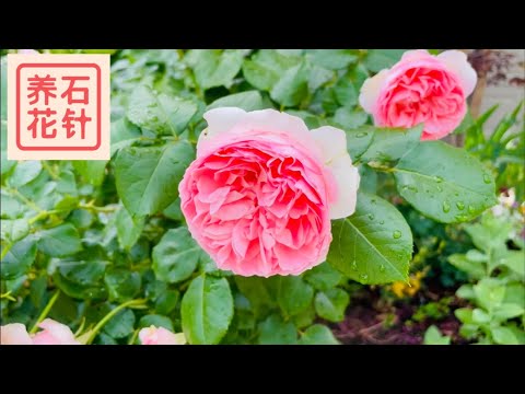 邻家花园的DA月季，和一棵很香的月季
