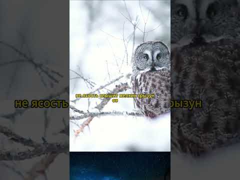Как птицы ловят мышей под снегом? #животные #природа