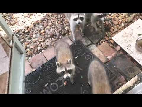 Friendly raccoons Friendly raccoons