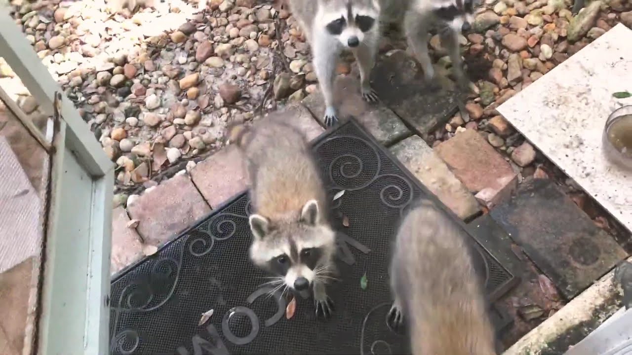 Friendly raccoons - YouTube