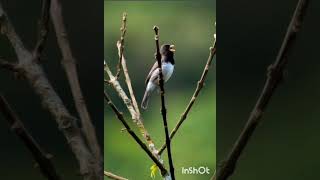 papa capim Tui Tui  pernambucano 10 minutos de canto é 6 minuto de intervalo encarte seu papa capim