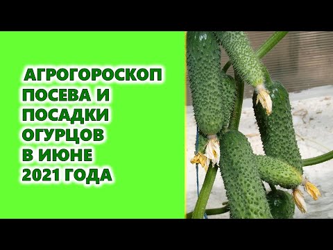 Правила посадки огурцов в июне 2024 года - советы и рекомендации для урожайного сезона Правила посадки огурцов в июне 2024 года: советы и рекомендации для урожайного сезона