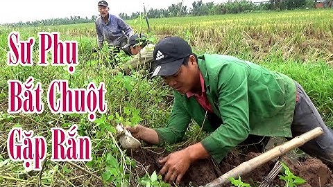 Sư Phụ Bắt Chuột Đồng Gặp Rắn Ráo