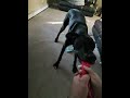 Great Dane, Dog , dogsofyoutube