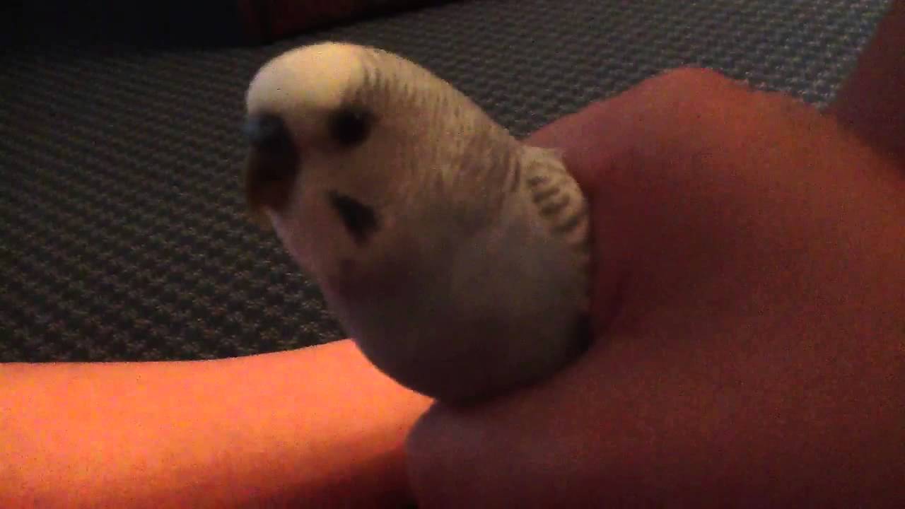 camera iphone 8 plus apk Budgies don't bite 部絵着絵 どんな美