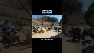 홍천 알파카월드