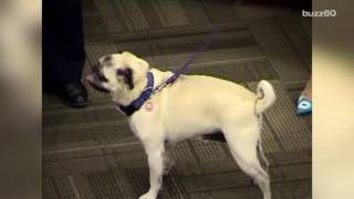 Dog Honored with 'Hometown Hero Award' for Saving Family From Fire