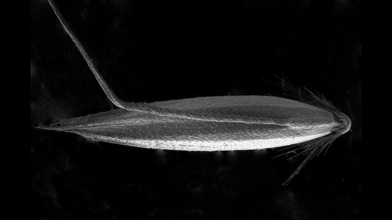 Courtney Taylor on 'bent-grasses' and Rory Day on Australian false truffles