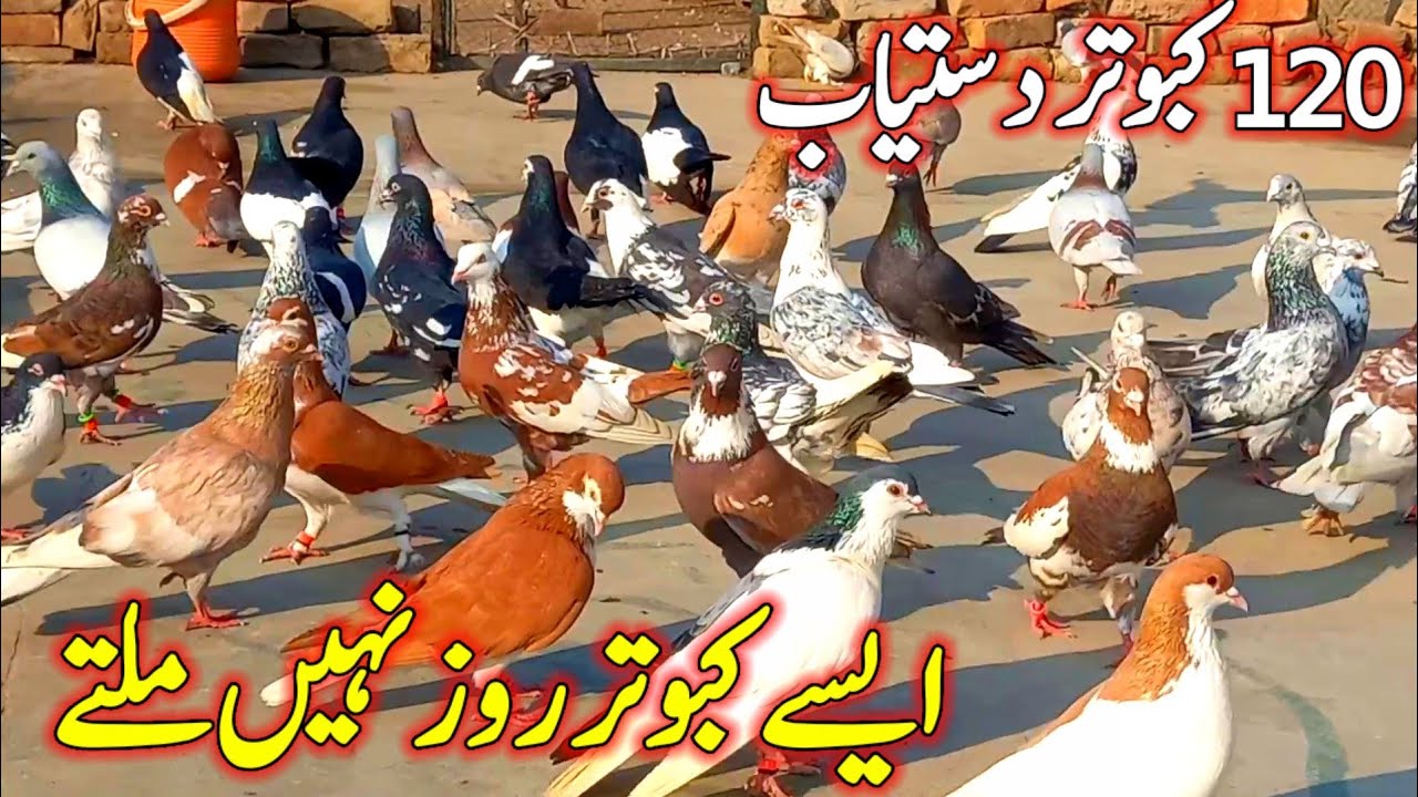 120 Pigeons For Sale |  | Pigeons Like This Are Not Found Every Day | 