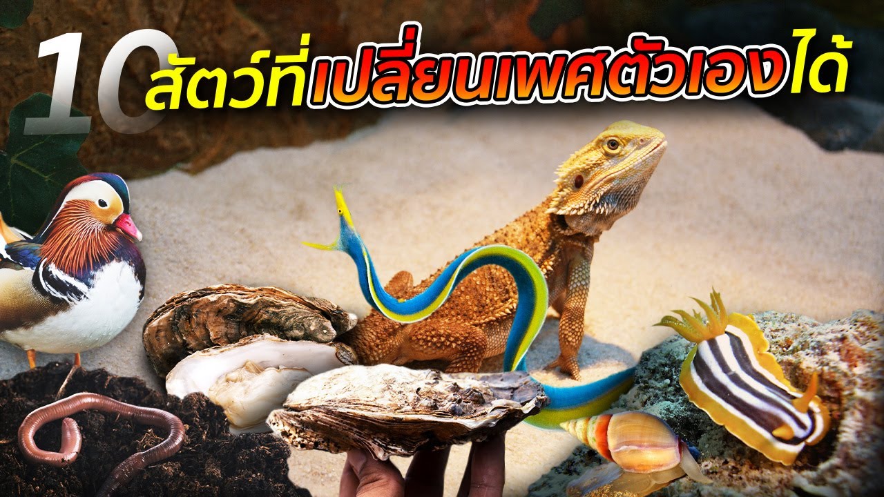 10 สัตว์ที่เปลี่ยนเพศตัวเองได้