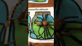 April 30th - insect sorting activity