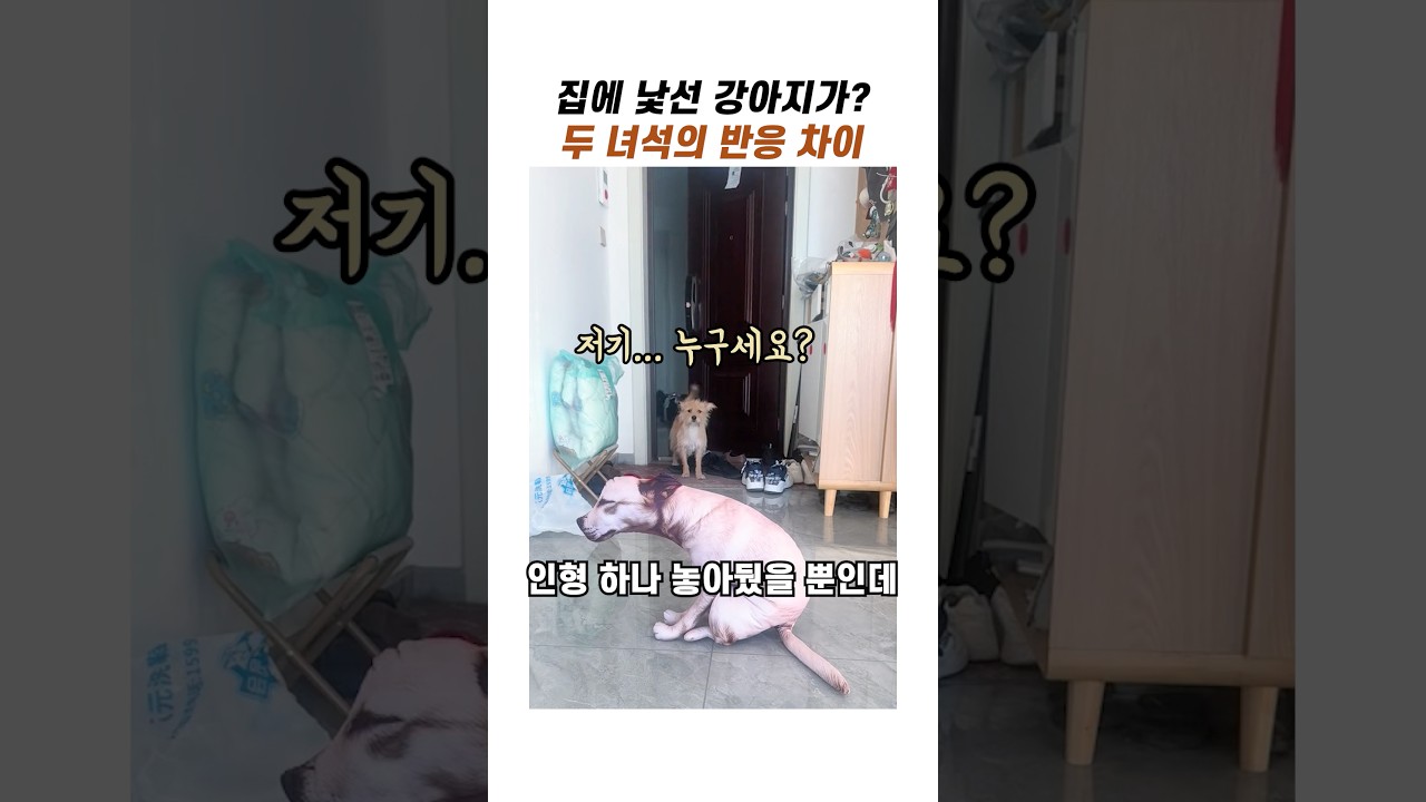 집에 낯선 강아지가 왔을때 반응 #귀여운강아지 #댕댕이 #웃긴강아지