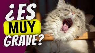 7 Señales Sorprendentes De Que Tu Gato Sufre Dolor
