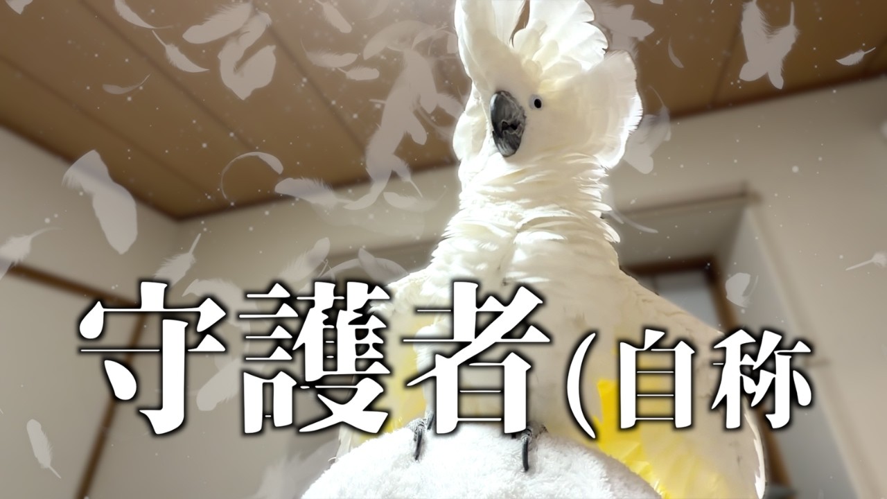 威嚇みたいに速いのに噛まない、ゆきまる氏