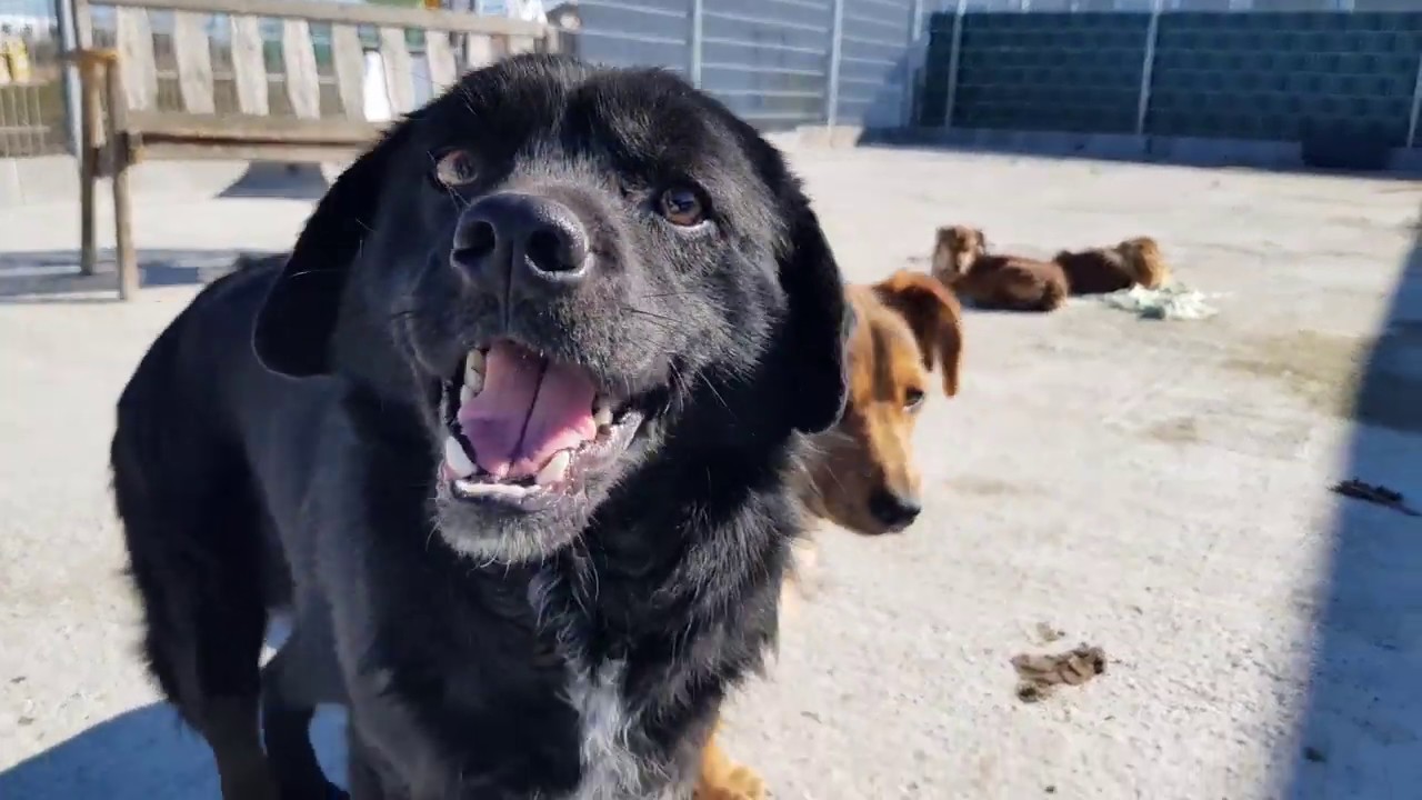 90+ Tierheim Koblenz Hunde Aus Rumänien Soislee