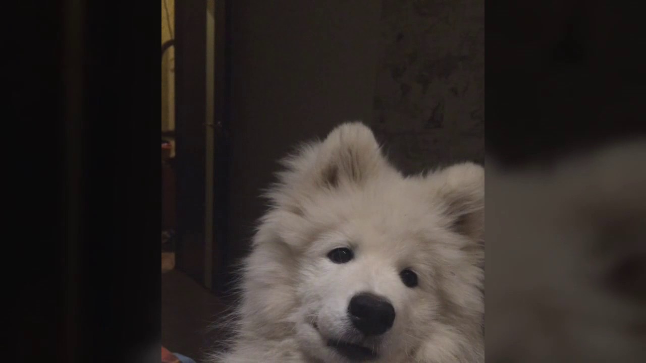 самоед лайка фото онлайн