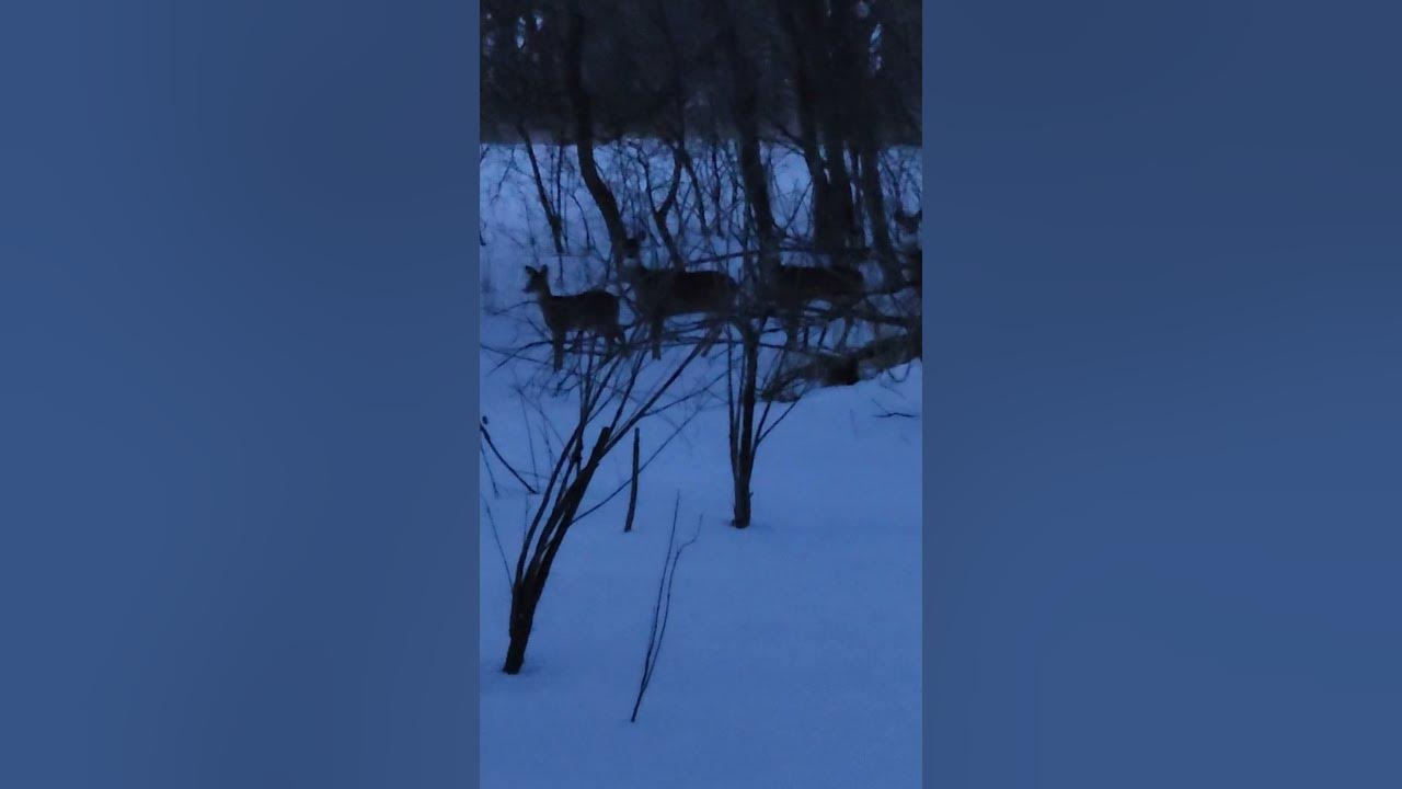 How Many Deer Do You See? YouTube