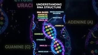 RNA – The Single Helix Molecule: Ribose-Phosphate Backbone and Nitrogenous Bases (A, U, G, C)