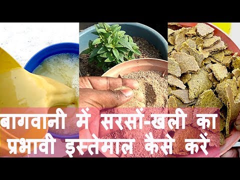 वीडियो: देश में सरसों के केक का उपयोग कैसे करें?