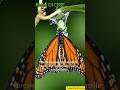 🦋 The magical journey of butterfly metamorphosis!Egg ➝ Caterpillar ➝ Chrysalis ➝ Butterfly ✨