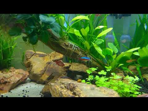 Video Bể thủy sinh tuyệt đẹp, nước trong vắt, cây xanh rì,... - youtube