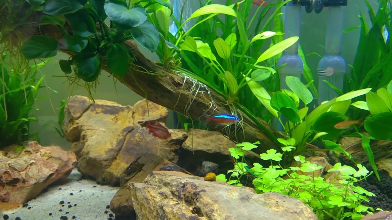 Bể thủy sinh tuyệt đẹp, nước trong vắt, cây xanh rì, cá bơi lội tung ...