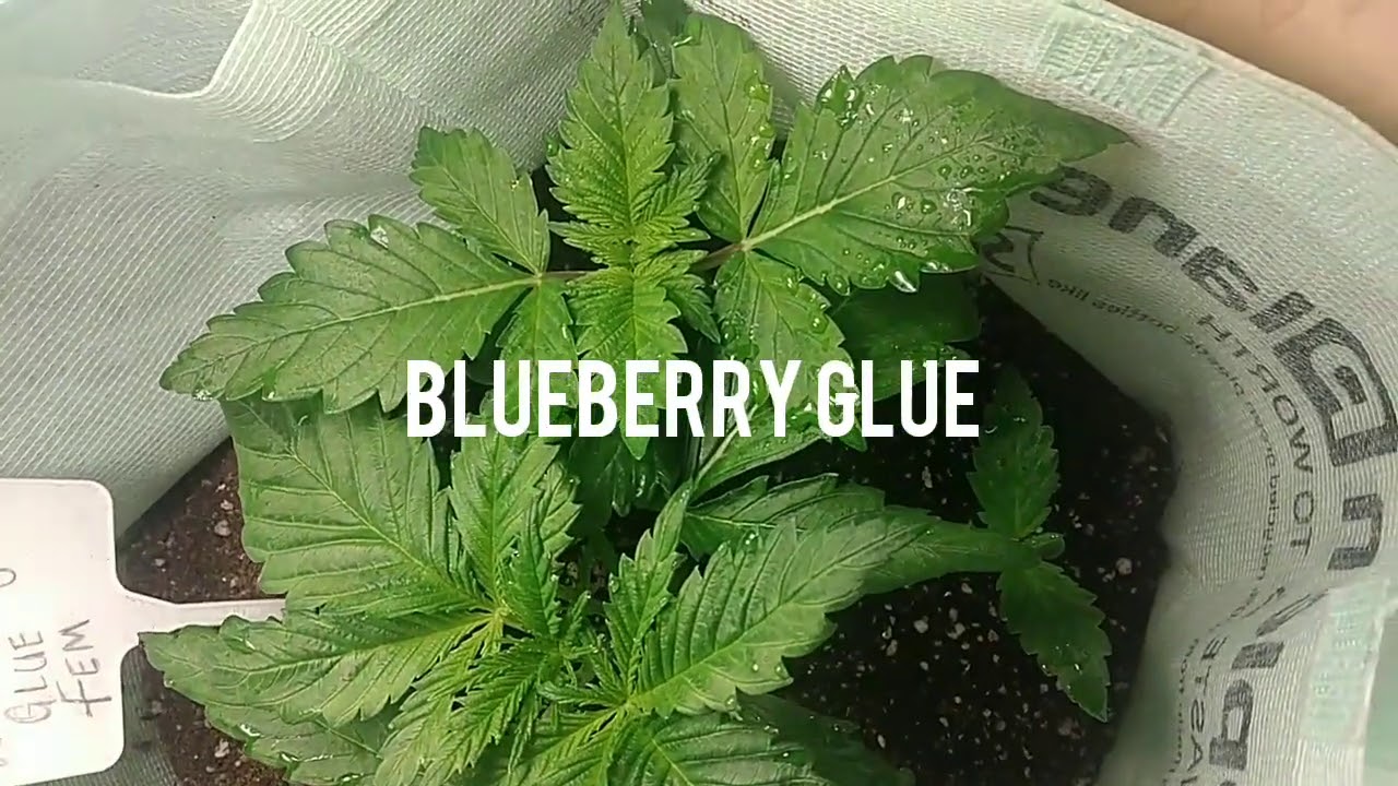 Blueberry Glue