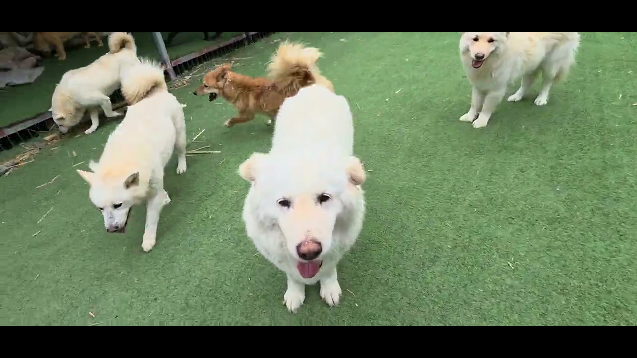 무궁이와 찰스 놀래키기