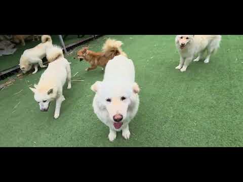 무궁이와 찰스 놀래키기