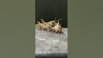 🦗 How to Create a Grasshopper Paradise 🌿🏠 #InsectHabitat #petgrasshopper