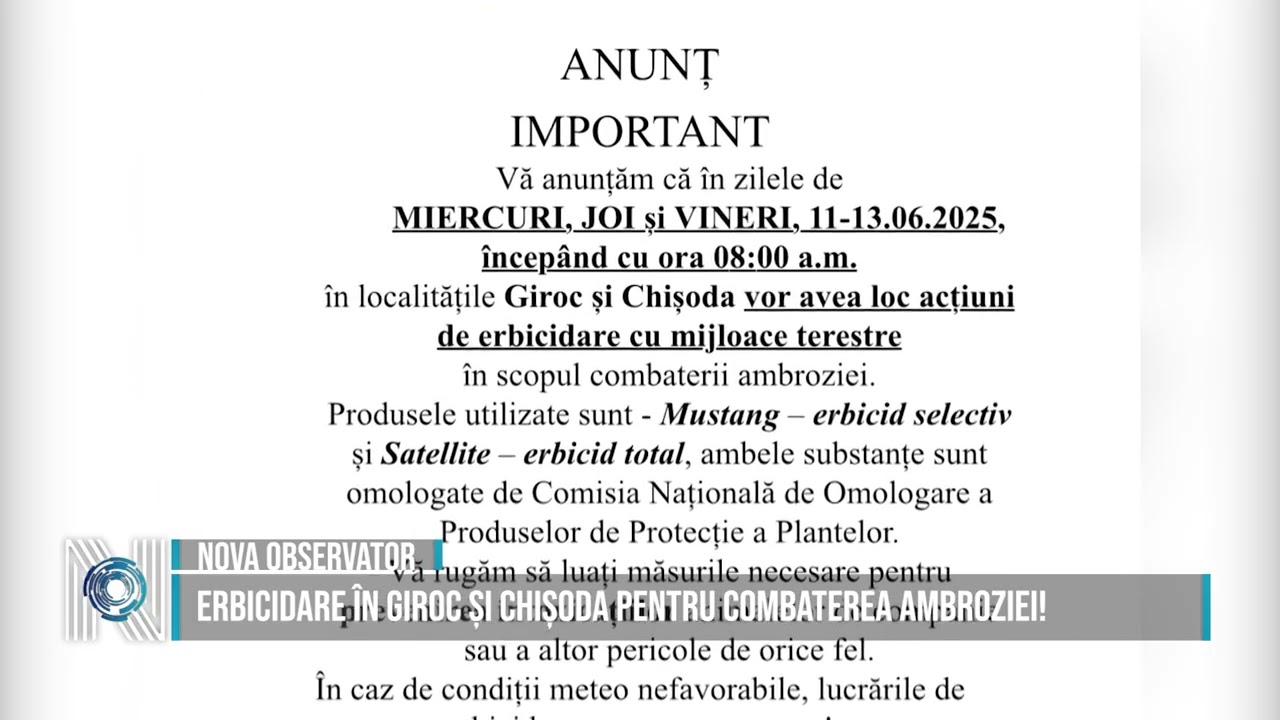Erbicidare în Giroc și Chișoda pentru combaterea ambroziei!