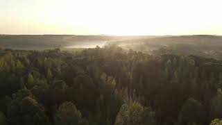 Mystical Morning in the Forest | Sunrise Over Nature 🌿☀️