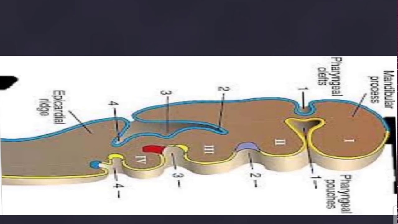 Development of Pharyngeal pouches in Hindi pharyngealpouchesinhindi