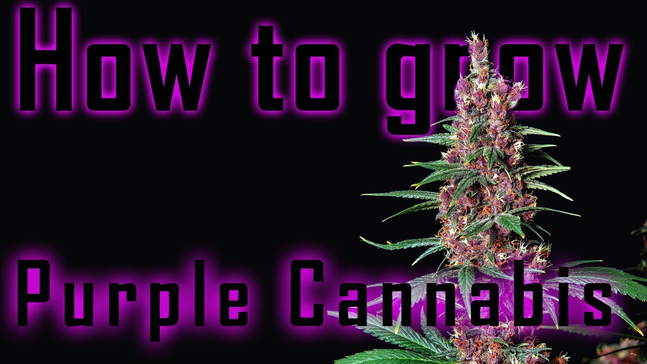 Seed to Harvest - Purple Kush by Buddha Seeds