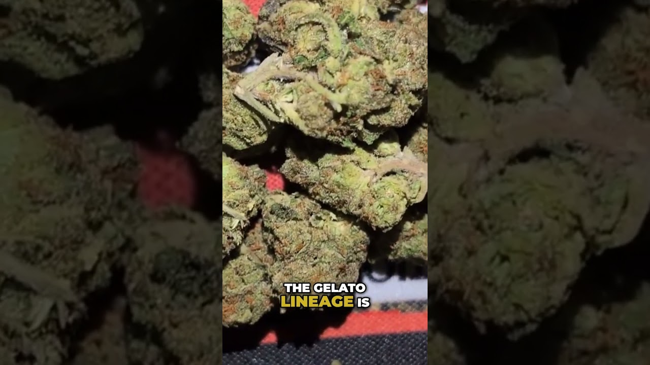 Gelato Cannabis: Smooth High or Overwhelming Experience? 
