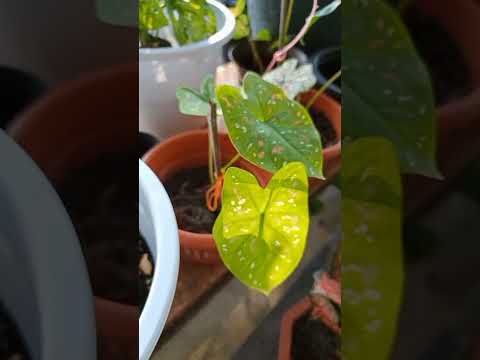 ผลสลากกินแบ่งรัฐบาล วันที่ 1 พย. 2567