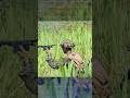 US Marines Operate Combat Drones 🔥 Eyes in the Sky! #shorts  #military