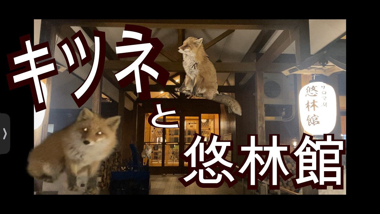2026年3月末に悠林館へ足を運んだときにたまたまキツネを見た動画