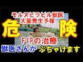 モルヌピラビル獣医に注意！２０２２年９月、大量発生注意報発令　猫伝染性腹膜炎FIP治療の実際 2022年⑨