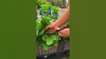 smart idea of picking vegetables using super sharp scissors #shorts