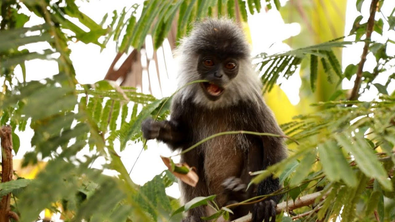 baby monkey hate How To Stop Asia Climb On Tree cos She Like Fresh Vegetable