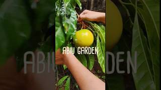 Abiu fruit 🟡#healthy #fruits #food #shortsviral #explore #health #healthylifestyle #abiu #gardening