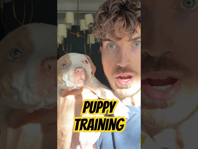 Puppy Training!